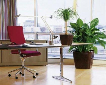 Растения в офисе: как произвести озеленение правильно?